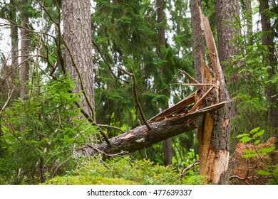 Broken spruce tree in the forest