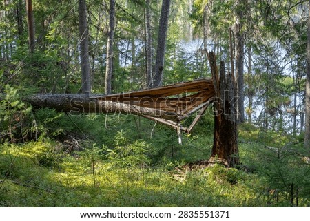 Broken Spruce Tree Trunk Snapped in Finnish Forest