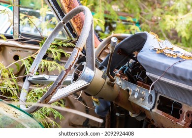 The Broken Steering Wheel And Instrument Panel Of A Circa 1960's Passenger Car Overgrown With Trees In An Auto Wrecker Scrap Yard