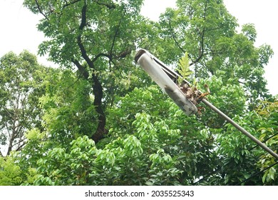 A Broken Street Light Beside A Tall Tree