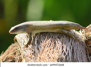 Broken Tail Lizard - East Indian Brown Skin, Many-lined Sun Skink, Or Common Sun Skink