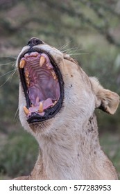 Broken tooth