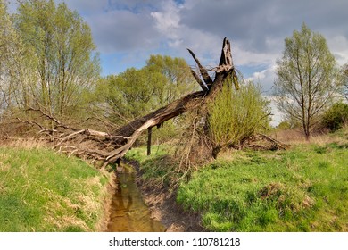 broken Tree