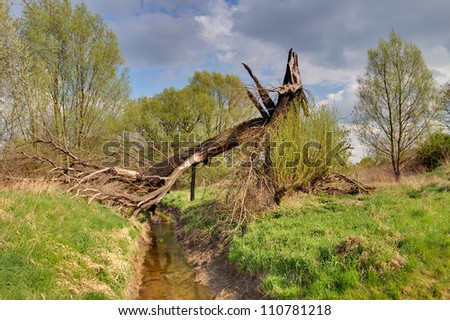 broken Tree