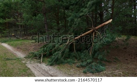 Broken tree after a hurricane on a road in a pine forest.