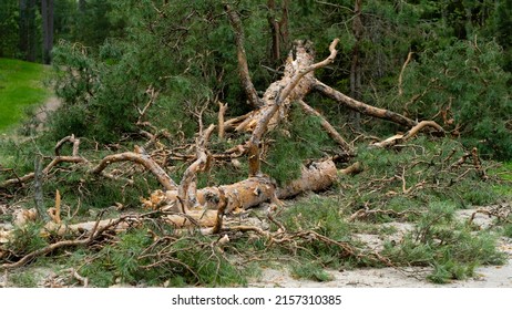 A Broken Tree After A Hurricane. Tornado Knocked Down A Pine Tree. Aftermath Of The Storm