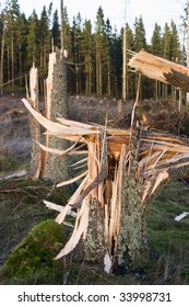 Broken Tree After A Storm