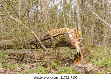 Broken Tree After Storm Damage.one Tree Trunk Broken By Strong Winds And Fallen To The Ground, In The Forest.Spring Day.