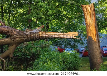 Broken tree after storm wind in Warsaw city, Poland
