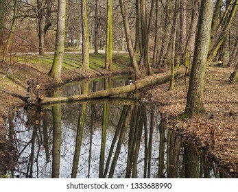 Broken tree in between a stream.  Reflection of trees in water