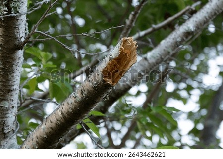 Broken tree Broken branch Broken branch Broken tree