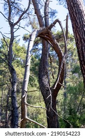 Broken Tree Branch In The Forest. Close-up.