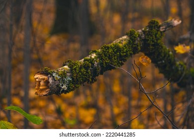 Broken Tree Branch With Moss In Forest