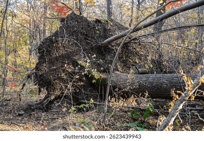 Broken tree and branches after a storm wind in the autumn forest.