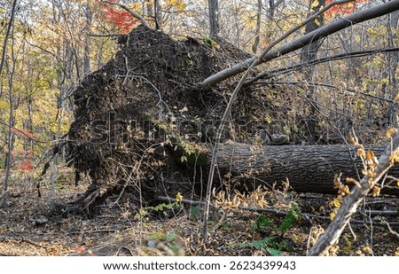 Broken tree and branches after a storm wind in the autumn forest.