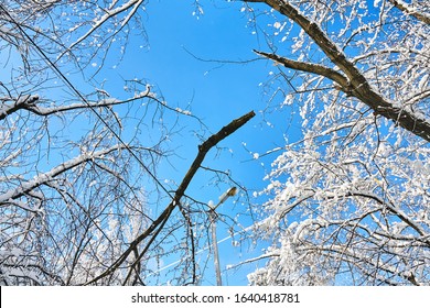 521 Tree fell on wire Images, Stock Photos & Vectors | Shutterstock