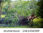 Broken tree branches and trees after a hurricane in the park