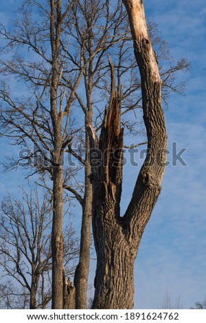 Broken tree with clouds behing and sun from side and normal trees in background.