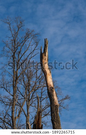 Broken tree with clouds behing and sun from side and normal trees in background.