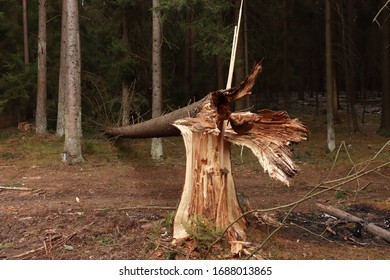 broken tree in coniferous forest
