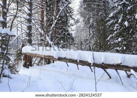 a broken tree covered with snow in a winter forest