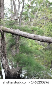 broken tree in cyclone at forest 