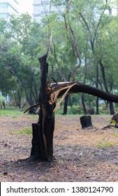 broken tree fall down after heavy storm at Thailand