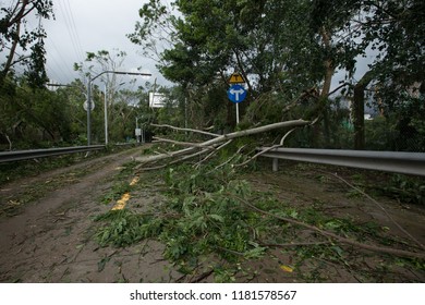 Broken Tree Fall Down Block The Road,damages After Super Typhoon Mangkhut In China - 16 Sep 2018