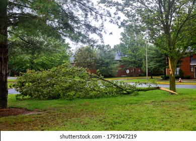 Broken Tree Fall Down Block The Damages After Of Night Hurricane Great Storm