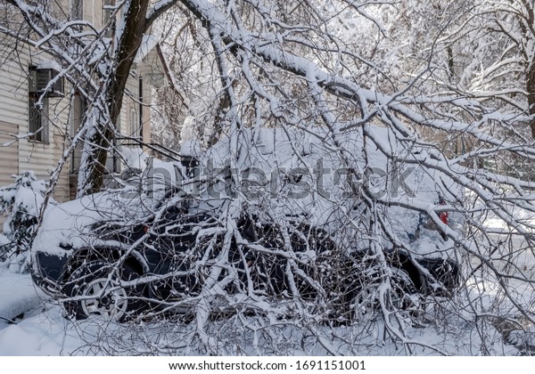 Broken tree\
fallen down on parked car,damaged car after snowstorm. Tree down on\
cars after heavy winter\
snowstorm