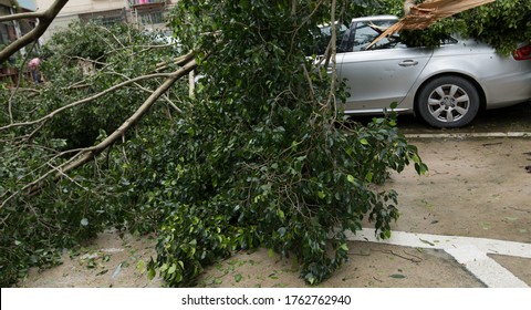 Broken Tree Fallen On Top Of Parking Car,damaged Car After Super Typhoon Mangkhut In China On16 Sep 2018