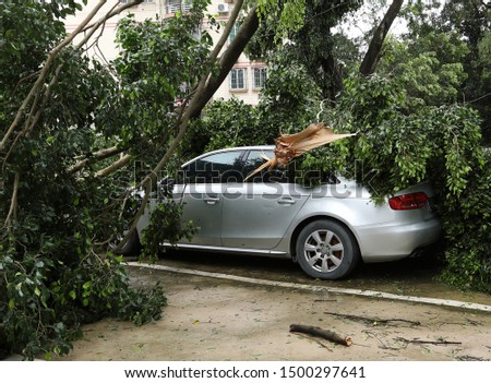 Broken tree fallen on top of parking car,damaged car after super typhoon Mangkhut in China