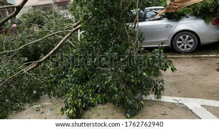 Broken tree fallen on top of parking car,damaged car after super typhoon Mangkhut in China on16 Sep 2018