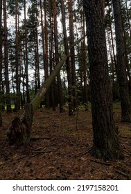 Broken tree in the forest