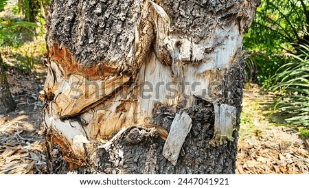 Broken tree in the forest on the nature. Macro shot of a large tree stump in the woods, in early autumn. Deforestation. Sawdust is all around the tree. Broken trees in the forest