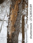 A broken tree in the forest in winter.