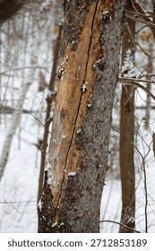 A broken tree in the forest in winter.