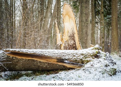 56,515 Split tree Stock Photos, Images & Photography | Shutterstock