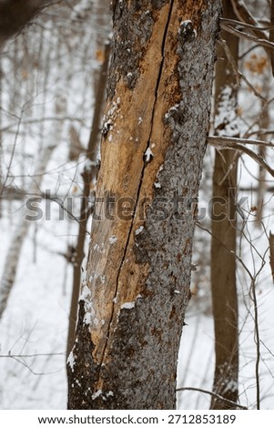 A broken tree in the forest in winter.