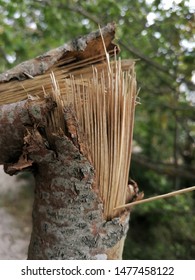 Broken Tree Half Closeup Stock Photo 1477458122 | Shutterstock