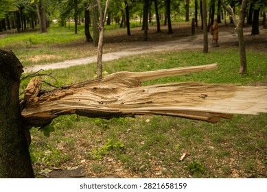 A broken tree with a large branch torn off, leaving behind a long, jagged fracture along the trunk. The exposed light wood stretches outward, forming a sharp splintered surface with visible fibrous texture. There is a strong contrast between the dark bark and the freshly exposed inner wood. The scene is set in a park, with a lawn, pathway, and trees softly blurred in the background. The aftermath of strong wind or mechanical damage, focusing on texture and the shape of the break. Soft daylight, documentary style.