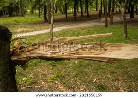 A broken tree with a large branch torn off, leaving behind a long, jagged fracture along the trunk. The exposed light wood stretches outward, forming a sharp splintered surface with visible fibrous texture. There is a strong contrast between the dark bark and the freshly exposed inner wood. The scene is set in a park, with a lawn, pathway, and trees softly blurred in the background. The aftermath of strong wind or mechanical damage, focusing on texture and the shape of the break. Soft daylight, documentary style.