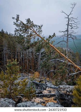 A broken tree leaning over in a dense pine forest in autumn in the Samara region