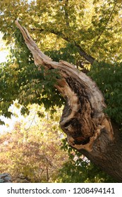 Broken Tree Limb