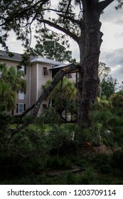 Broken Tree Limb After Hurricane Michael