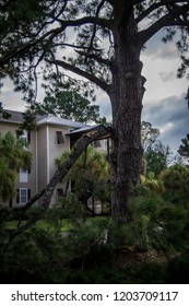 Broken Tree Limb After Hurricane Michael