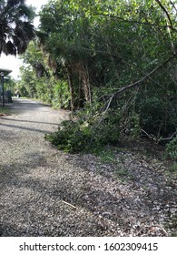 Broken Tree Limb On Garden Path