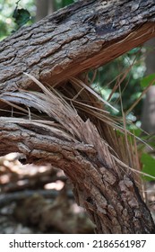 Broken Tree Limb In A Park                 