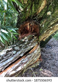 Broken Tree Limb With Twisted Bark