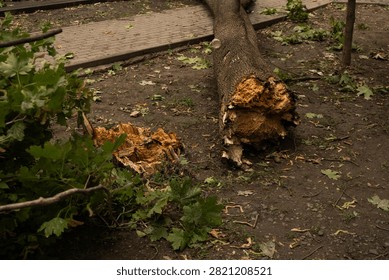 Broken tree lying on the ground in an urban park after strong wind. A cracked trunk with a splintered section in the foreground, branches and foliage scattered around. A cobblestone path is partially blocked by the fallen trunk. Signs of severe weather in an urban environment, natural damage and scattered debris. Soft daylight, documentary style with focus on destruction and wood texture.